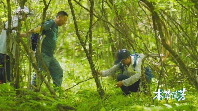 纪录片《本草流芳》开播，揭秘人参为何被称为“百草之王”