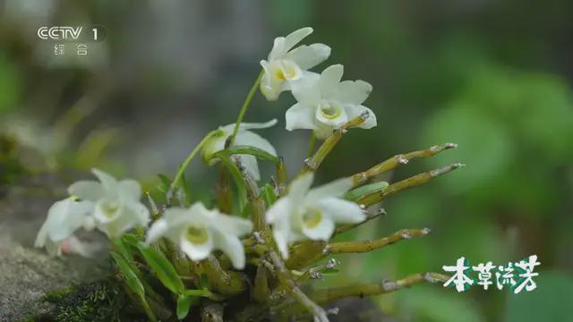 探秘中华本草前世今生 大型系列纪录片《本草流芳》开播