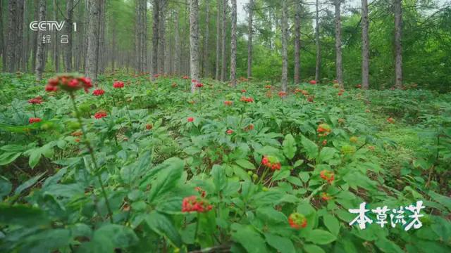 探秘中华本草前世今生 大型系列纪录片《本草流芳》开播