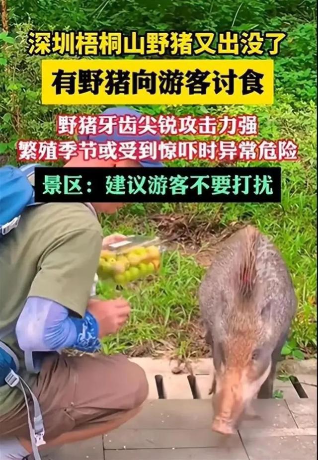 数十头野猪拖家带口乞讨为生！网友惊呆：慈眉善目、点头哈腰…