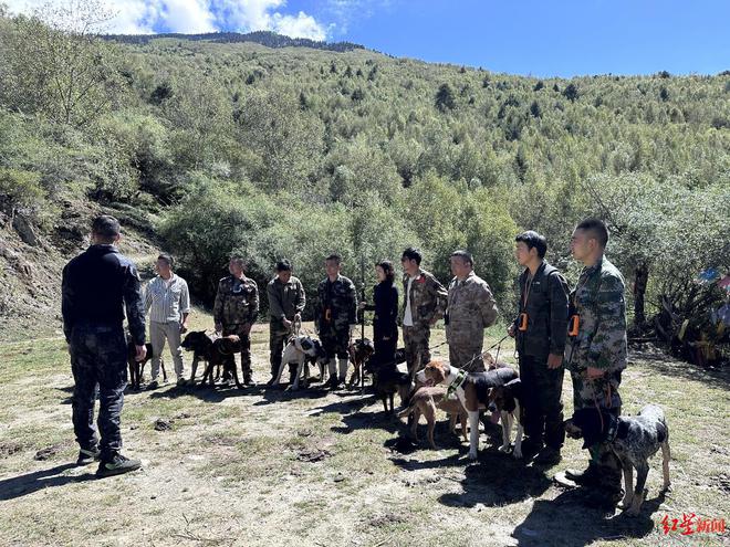 揭秘“野猪猎捕队”①丨海拔3000米高山密林，记者跟队直击猎捕野猪全过程