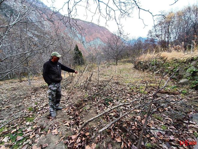 揭秘“野猪猎捕队”①丨海拔3000米高山密林，记者跟队直击猎捕野猪全过程