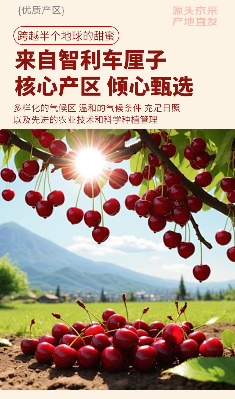 京东智利 JJJ 级巨无霸车厘子 32.6 元 / 斤、云南大蓝莓 10 盒年货补贴购  第4张