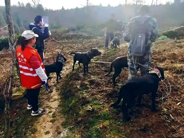 四川多地按下野猪猎捕“暂停键”，野猪致害防控为何这么难？｜封面深镜