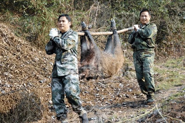 四川多地按下野猪猎捕“暂停键”，野猪致害防控为何这么难？｜封面深镜