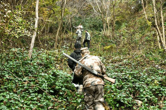 四川多地按下野猪猎捕“暂停键”，野猪致害防控为何这么难？｜封面深镜