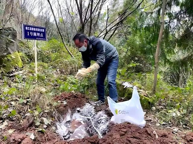 四川多地按下野猪猎捕“暂停键”，野猪致害防控为何这么难？｜封面深镜