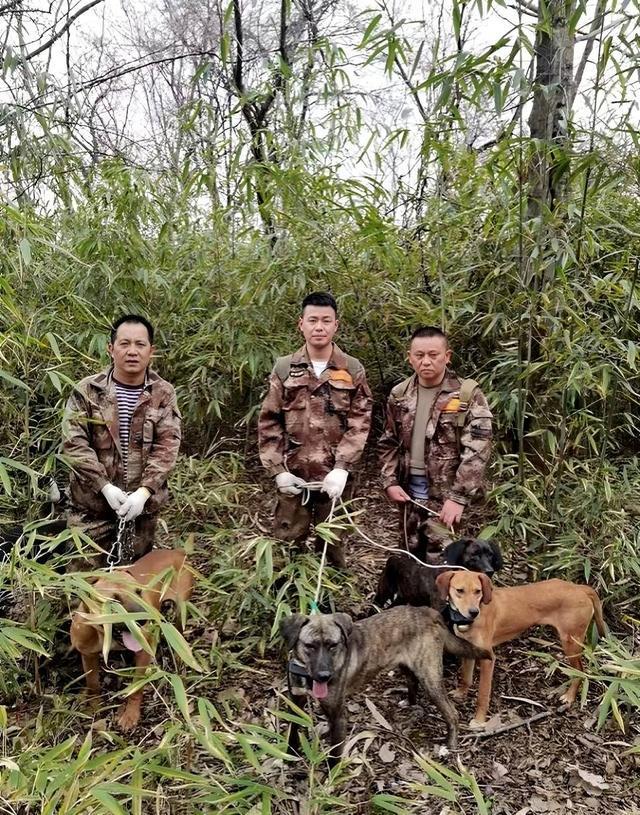 四川多地按下野猪猎捕“暂停键”，野猪致害防控为何这么难？｜封面深镜