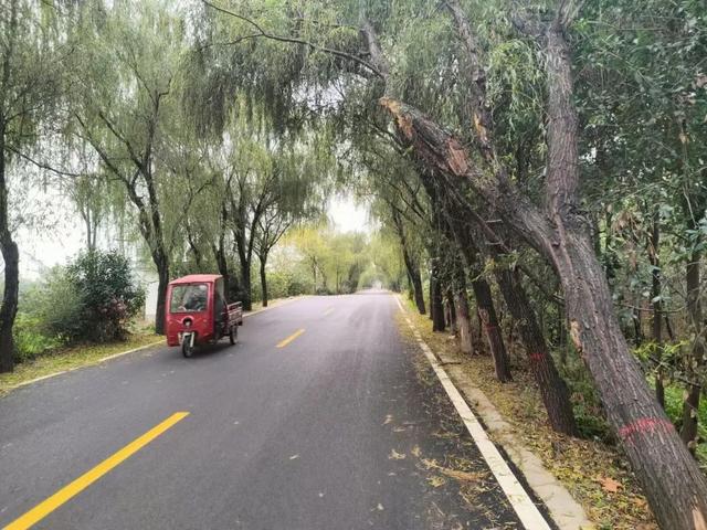 断裂树枝悬挂马路上方，54岁女子骑车撞上不幸身亡！交警认定死者主责，当地政府次责，双方均有异议