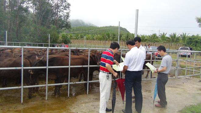 海南陵水民警果断开枪击毙乱冲乱撞伤人疯牛，当地政府提醒：碰到疯牛最好躲开或立即报警