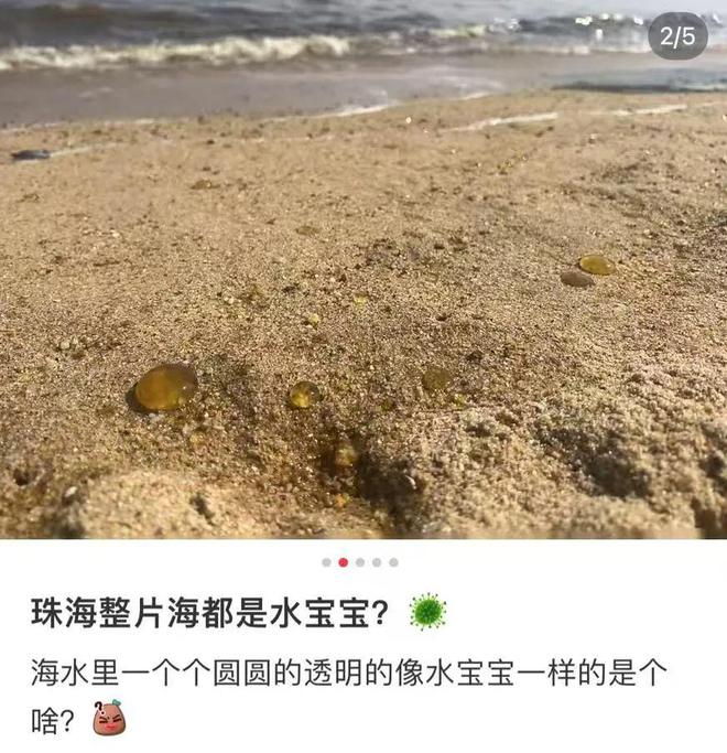 新浪社区：86949.cσm查询澳彩-海边密集出现“爆爆珠”？广州、深圳等多地发布提醒  第5张