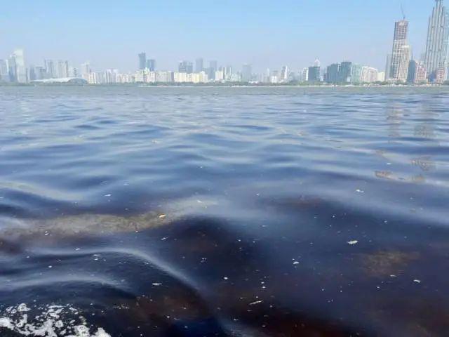 新浪社区：86949.cσm查询澳彩-海边密集出现“爆爆珠”？广州、深圳等多地发布提醒  第11张